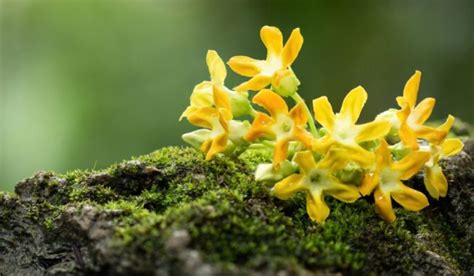 Telosma Cordata: Facts, Growth, Care and Uses.